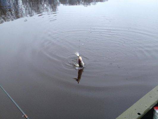 post-1299-0-44342900-1415811579_thumb.jp