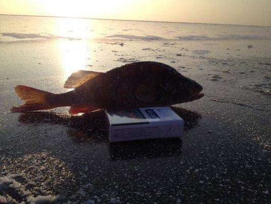 post-1299-0-82608200-1417292106_thumb.jp