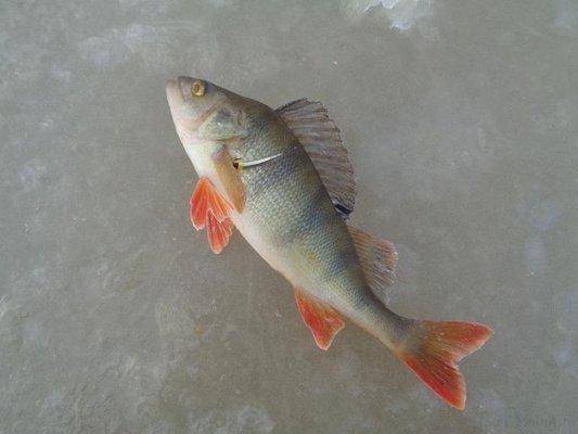 post-1808-0-14998000-1417334296_thumb.jp