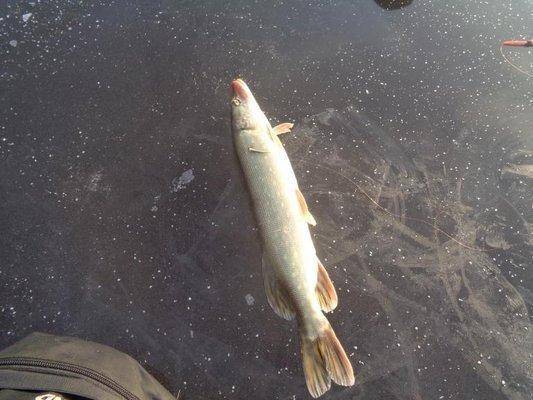 post-1808-0-35169600-1417335813_thumb.jp