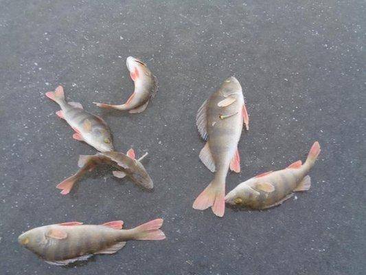 post-1808-0-57197200-1417334180_thumb.jp