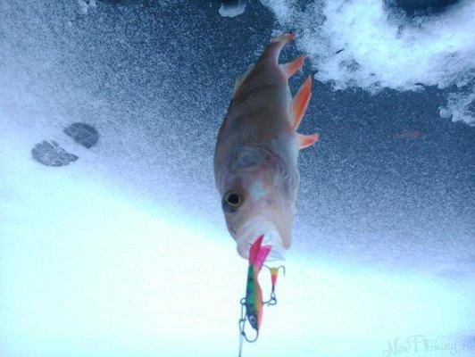 post-1039-0-63550300-1418996820_thumb.jp