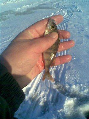 post-1067-0-51563100-1419773939_thumb.jp