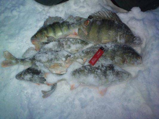 post-1163-0-21546300-1420043835_thumb.jp