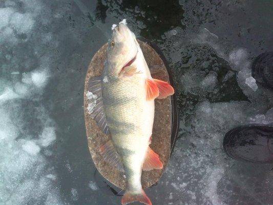 post-1163-0-46246700-1418570786_thumb.jp