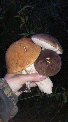 20150915_184525.thumb.jpg.04576768bbd679