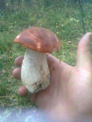 55fc3fe519684_1326.thumb.jpg.3e9fc16011c