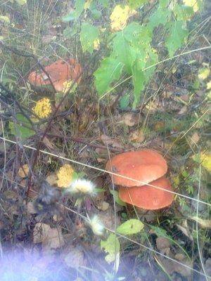 55fc3ff1deda0_1328.thumb.jpg.aeceded7960