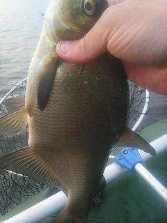 Рыбалка-грибы 17-18 сентября 012.jpg