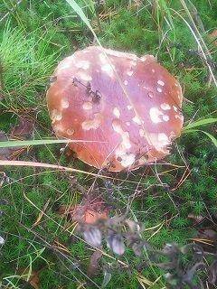 Рыбалка-грибы 17-18 сентября 018.jpg