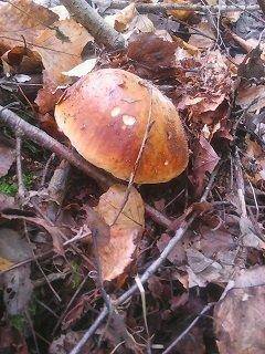 Рыбалка-грибы 17-18 сентября 034.jpg