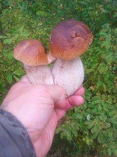 Рыбалка-грибы 17-18 сентября 038.jpg