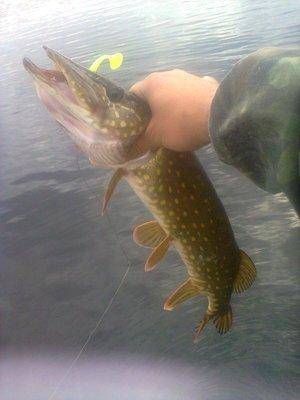 5606bebdcfb07_1331.thumb.jpg.c94c66cc84f