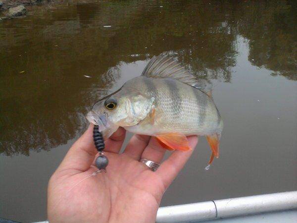 5607b6d7efb8f_0799.thumb.jpg.21ac981d51d