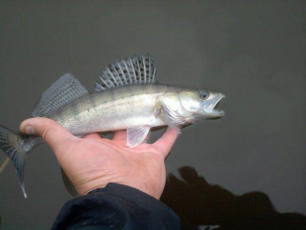 5607b8bfab8fe_0810.thumb.jpg.a56df5e1b94