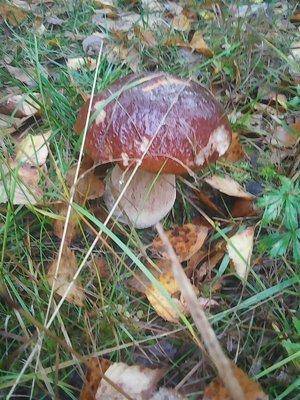 Грибы 28 сентября 002.jpg