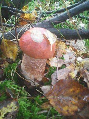 Грибы 28 сентября 006.jpg