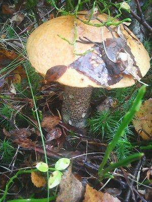 Грибы 28 сентября 008.jpg