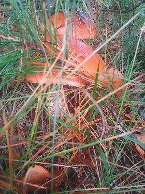 Грибы 28 сентября 010.jpg