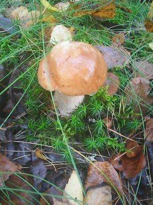 Грибы 28 сентября 012.jpg