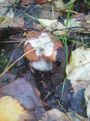 Грибы 28 сентября 016.jpg