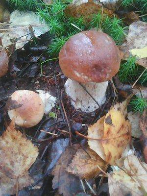 Грибы 28 сентября 017.jpg