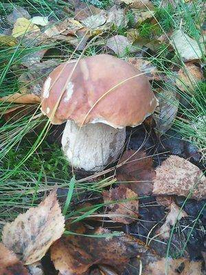 Грибы 28 сентября 023.jpg