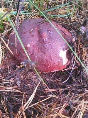 Грибы 28 сентября 025.jpg