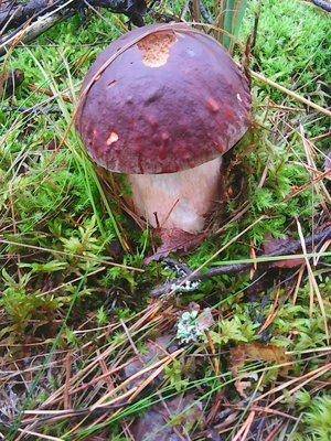 Грибы 28 сентября 028.jpg