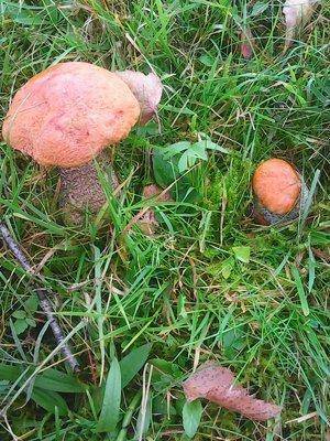 Грибы 28 сентября 033.jpg