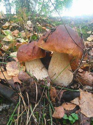 Грибы 28 сентября 036.jpg