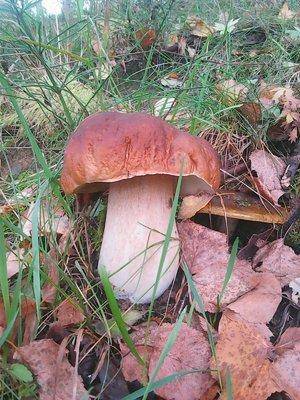 Грибы 28 сентября 037.jpg