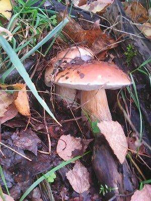 Грибы 28 сентября 038.jpg