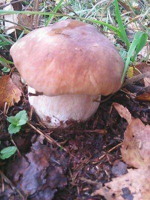 Грибы 28 сентября 042.jpg