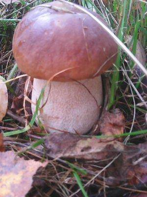 Грибы 28 сентября 043.jpg