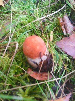 Грибы 28 сентября 047.jpg