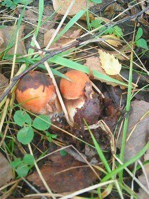 Грибы 28 сентября 048.jpg