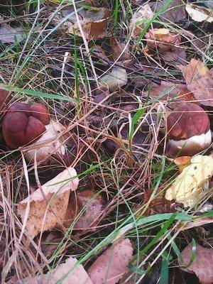 Грибы 28 сентября 049.jpg