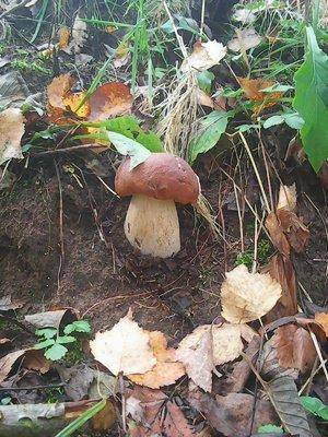 Грибы 28 сентября 051.jpg