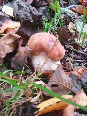 Грибы 28 сентября 053.jpg