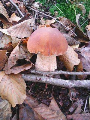 Грибы 28 сентября 054.jpg