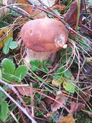 Грибы 28 сентября 055.jpg