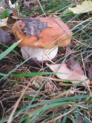 Грибы 28 сентября 056.jpg