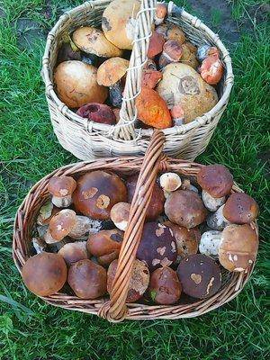 Грибы 28 сентября 068.jpg