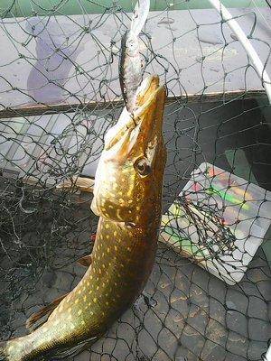 560aefe622adf__29__001.thumb.jpg.11439df