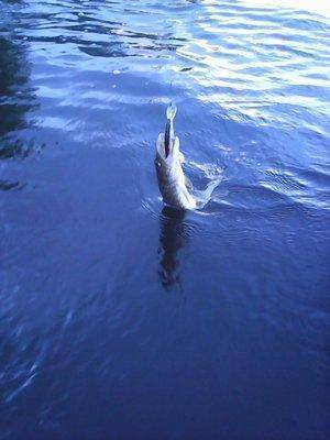 560af31996126__29__013.thumb.jpg.0cf7ff2