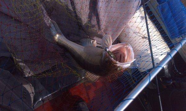 IMAG0359.thumb.jpg.5fb036517e5e0c5a92489