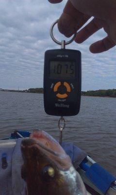 IMAG0367.thumb.jpg.3ec40ee183cf1430d7c5f