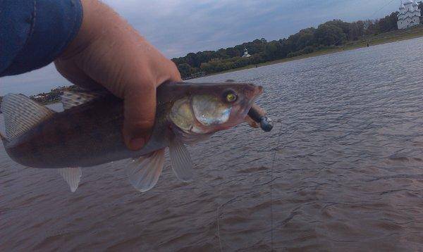 IMAG0379.thumb.jpg.8c26d7716d81984d5ed2f