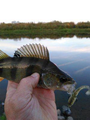 IMG_20150923_182907.thumb.jpg.e609e749bc